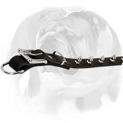 English Bulldog collar with riveted decorations