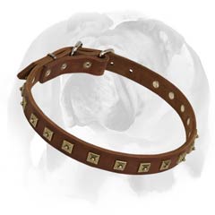 English Bulldog leather collar