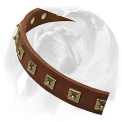 English Bulldog collar with rust-resistant D-ring and buckle