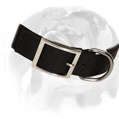 English Bulldog collar with rust-resistant D-ring and buckle