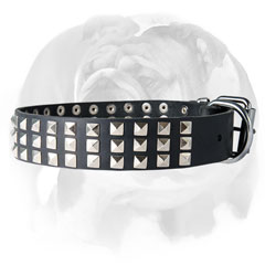 Stylish leather dog collar for English Bulldog breed with buckle