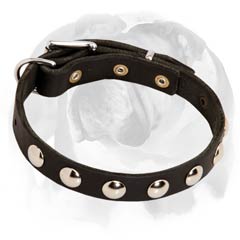 Decorated English Bulldog collar for puppies