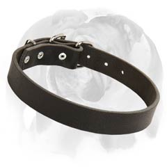 English Bulldog collar with rust-resistant D-ring and buckle