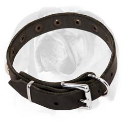 Leather English Bulldog collar with D-ring and buckle