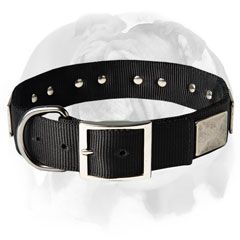 English Bulldog collar with rust-proof D-ring and buckle