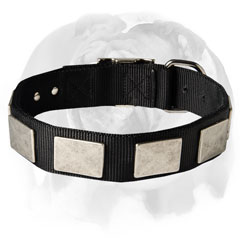 English Bulldog nylon dog collar with plates