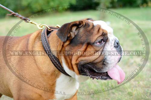 English Bulldog braided leather collar