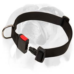 English Bulldog strong nylon collar