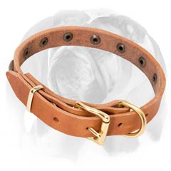 English Bulldog collar with D-ring and buckle