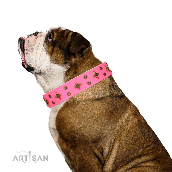 English Bulldog convenient genuine leather dog collar for everyday walking
