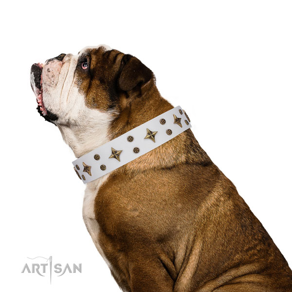 English Bulldog adorned full grain leather dog collar for easy wearing