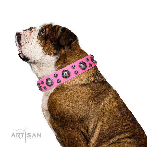 English Bulldog stylish full grain leather dog collar for easy wearing