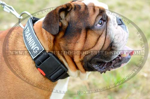 English Bulldog nylon collar for training