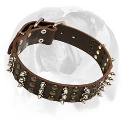 English Bulldog collar with columns of spikes and studs