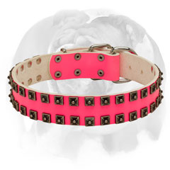 Handcrafted studs leather dog collar for English Bulldog