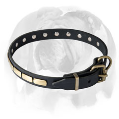 Pure leather English Bulldog breed collar for walking and training