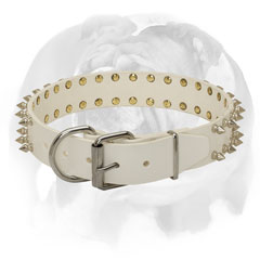 100% full grain leather dog collar for English Bulldog breed