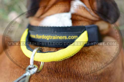 English Bulldog durable nylon collar