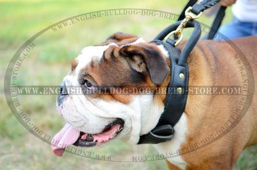 English Bulldog leather collar for training