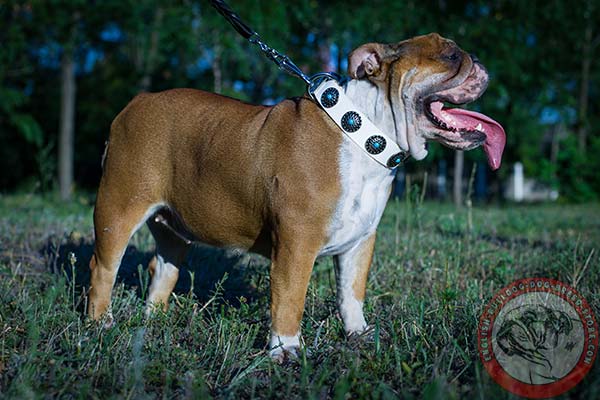 English Bulldog white leather collar of classic design with traditional buckle for basic training