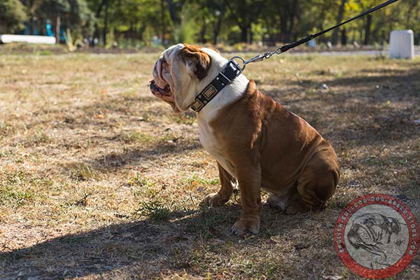 English Bulldog black leather collar with corrosion resistant hardware for walking