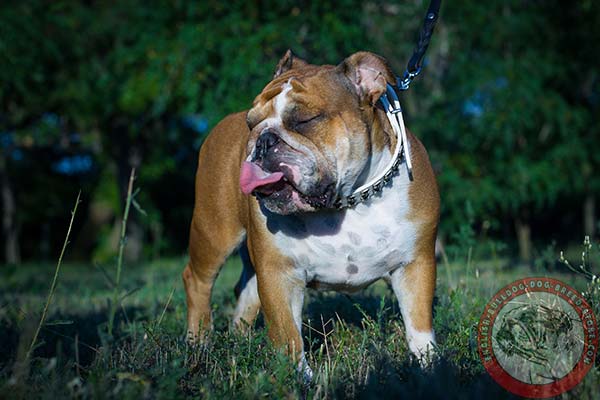 English Bulldog white leather collar painted with studs for walking in style