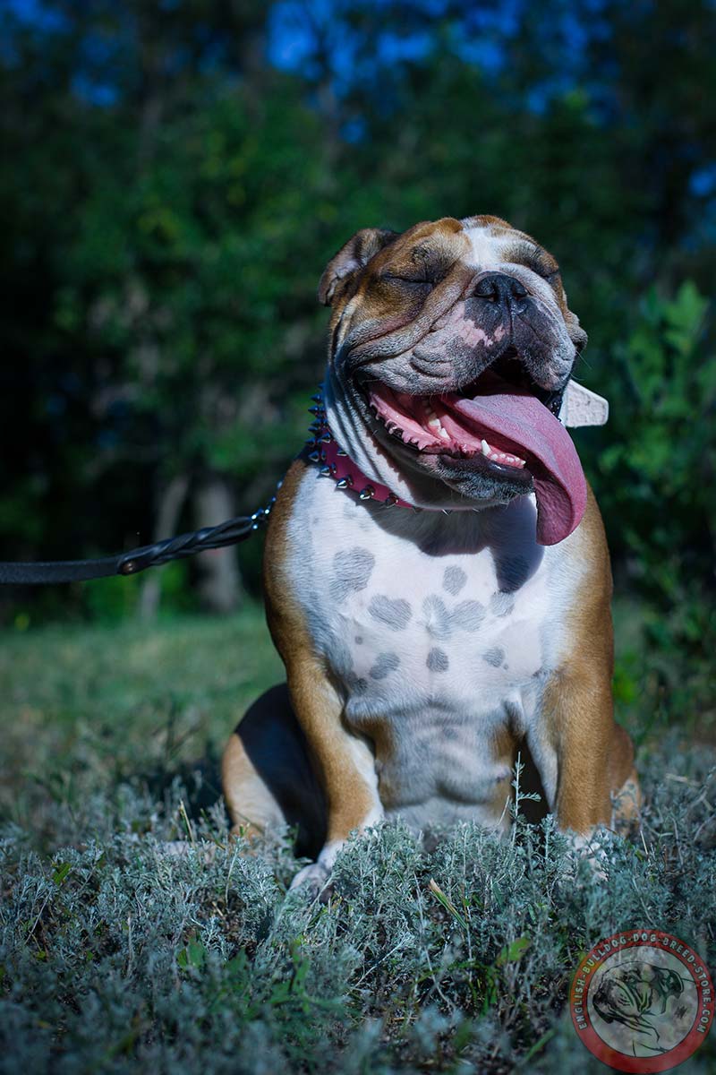 English Bulldog 2 Rows of Spikes Pink Leather Dog Collar