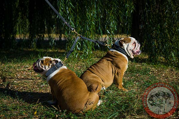 English Bulldog black leather collar with rustless hardware for improved control