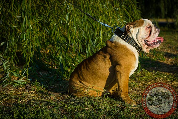 English Bulldog black leather collar with rust-free fittings for perfect control