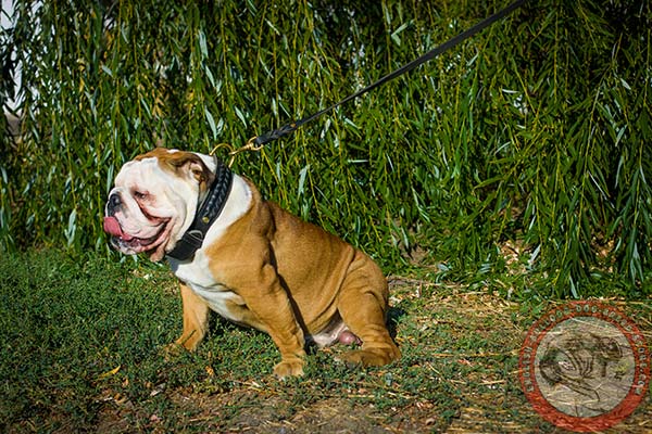 English Bulldog black leather collar with rustless hardware for any activity