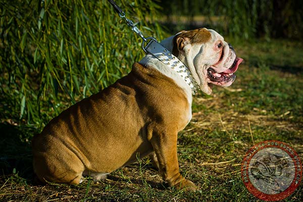 English Bulldog white leather collar of genuine materials with nickel plated hardware for basic training