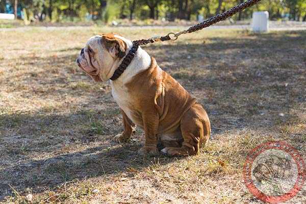 English Bulldog brown leather collar of high quality with quick release buckle for professional use
