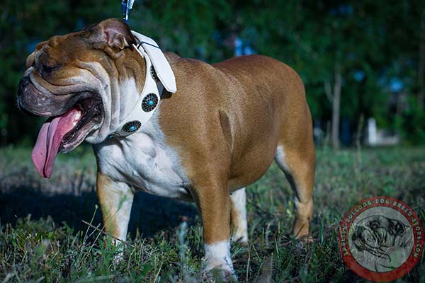 English Bulldog white leather collar with rust-free nickel plated hardware for walking