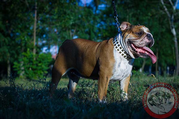 English Bulldog white leather collar of lightweight material with traditional buckle for walking in style