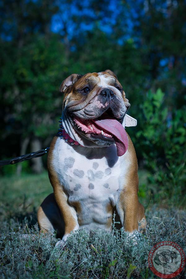 English Bulldog pink leather collar with rust-free spikes for perfect control