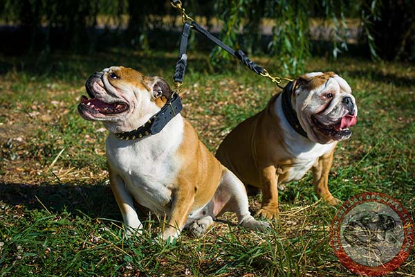 English Bulldog black leather collar of classic design with traditional buckle for quality control