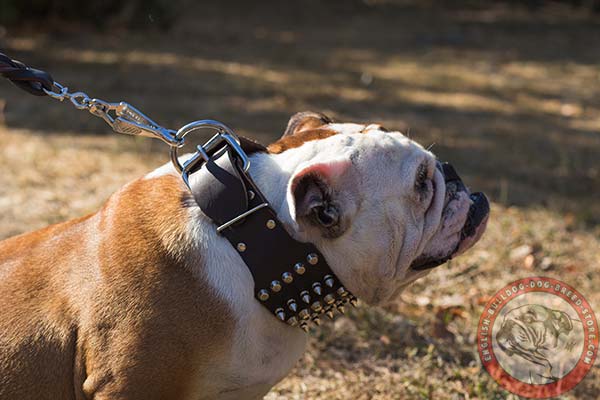 English Bulldog brown leather collar of genuine materials with traditional buckle for daily walks