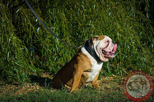 English Bulldog black leather collar with reliable hardware for professional use