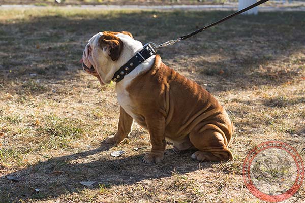 English Bulldog black leather collar with rust-resistant hardware for improved control