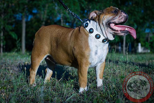 English Bulldog white leather collar with corrosion resistant fittings for agitation training