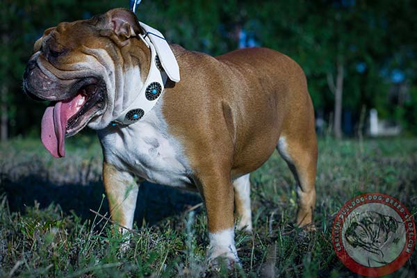 English Bulldog white leather collar with rust-free nickel plated hardware for pulling activity