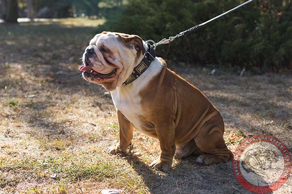 English Bulldog black leather collar of classic design decorated with studs and plates for professional use