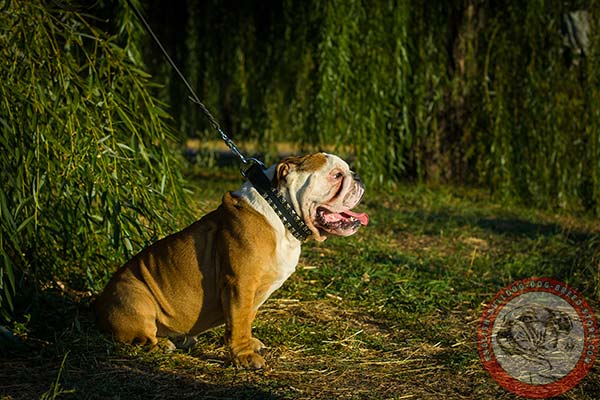 English Bulldog black leather collar of lightweight material with d-ring for leash attachment for quality control