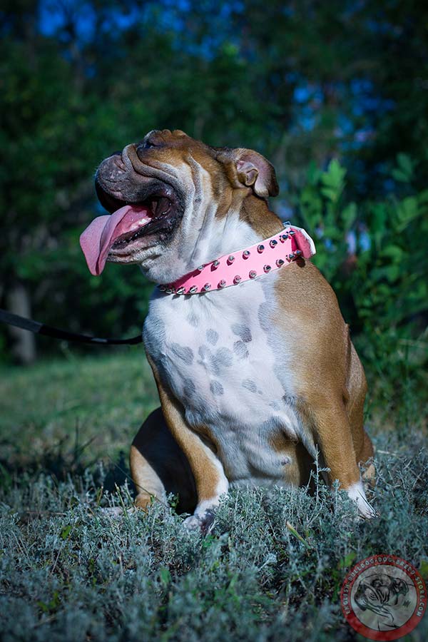 English Bulldog pink leather collar with corrosion resistant hardware for daily activity
