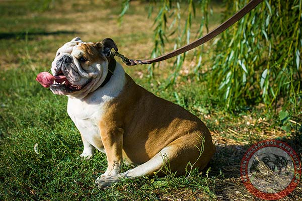 English Bulldog brown leather collar of lightweight material with d-ring for leash attachment for daily walks