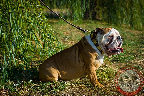 English Bulldog brown leather collar with rust-proof plates for walking in style