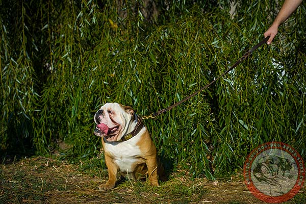 English Bulldog brown leather collar with corrosion resistant plates for quality control