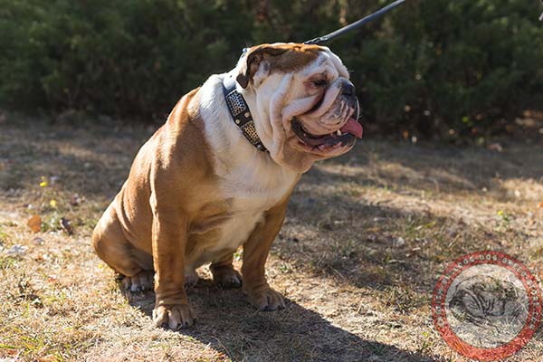 English Bulldog black leather collar with rustless hardware for basic training