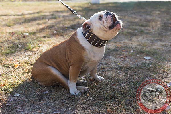 English Bulldog brown leather collar with corrosion resistant fittings for basic training