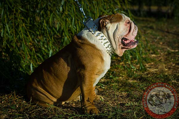 English Bulldog white leather collar with non-corrosive fittings for any activity